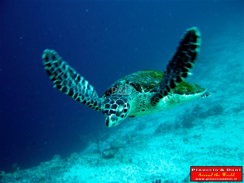 Papua Immersioni (Kavieng-New Hannover) - 09.jpg